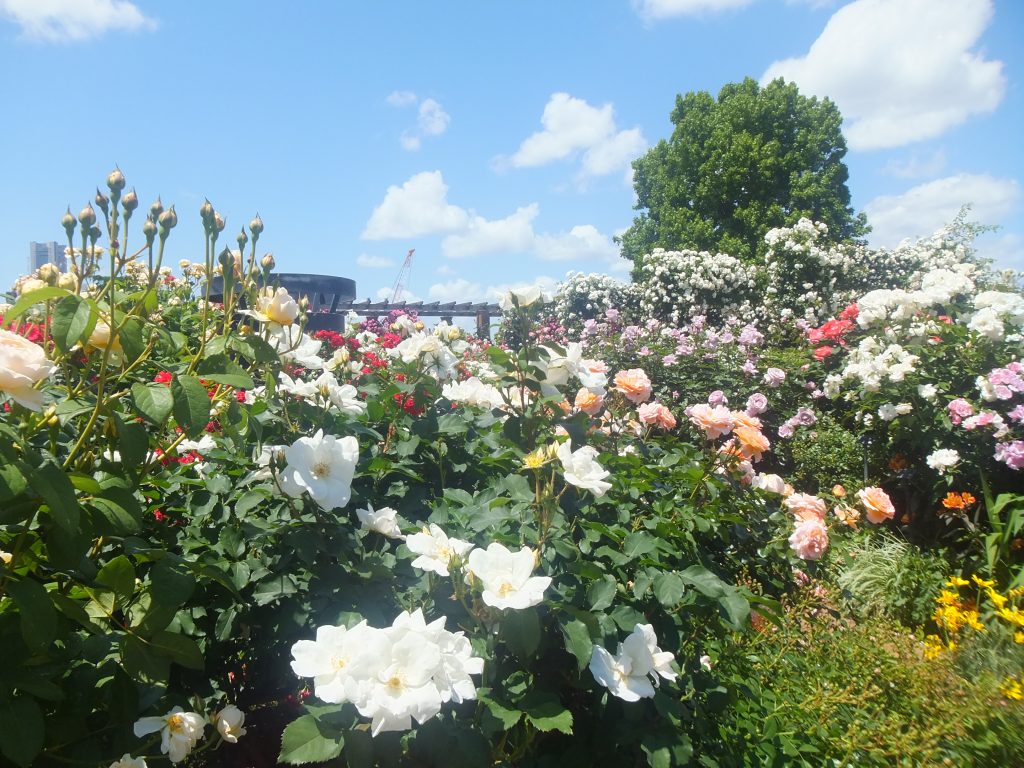 横浜の山下公園で咲いている薔薇です