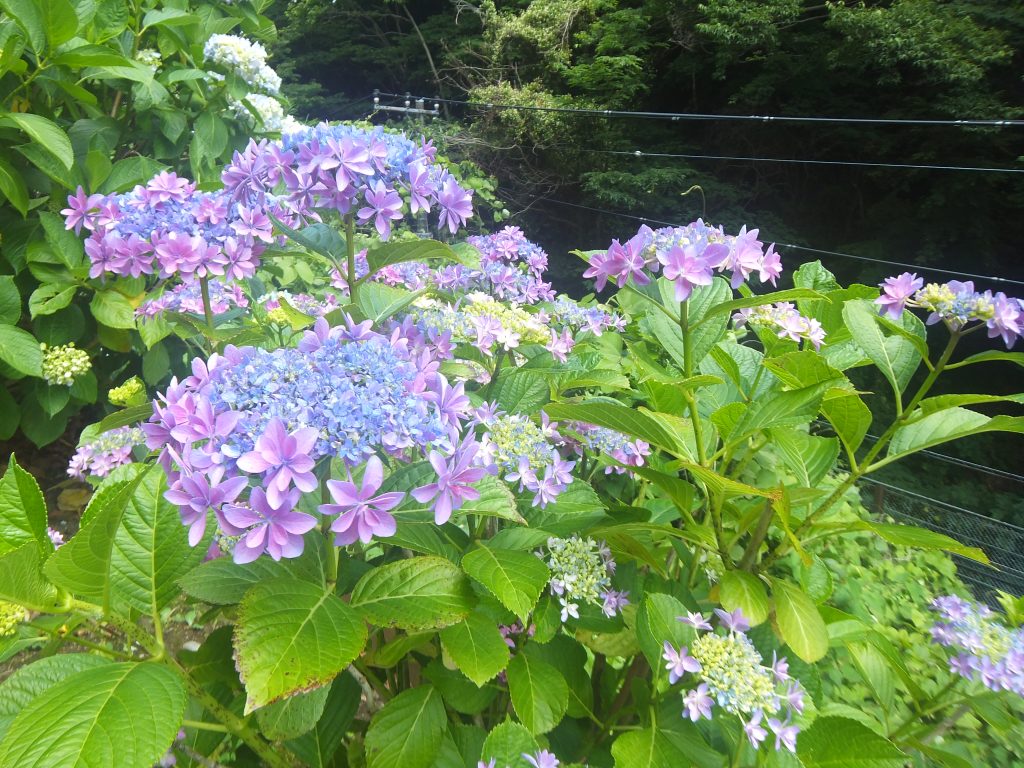 あじさいの写真