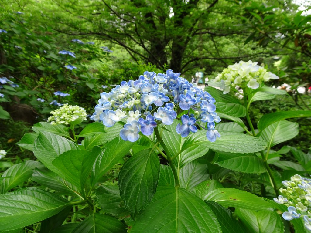 あじさいの写真
