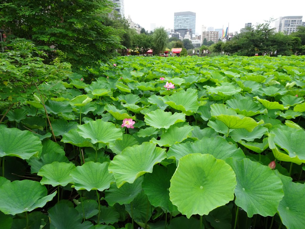 蓮池の写真。これから満開になるよ！